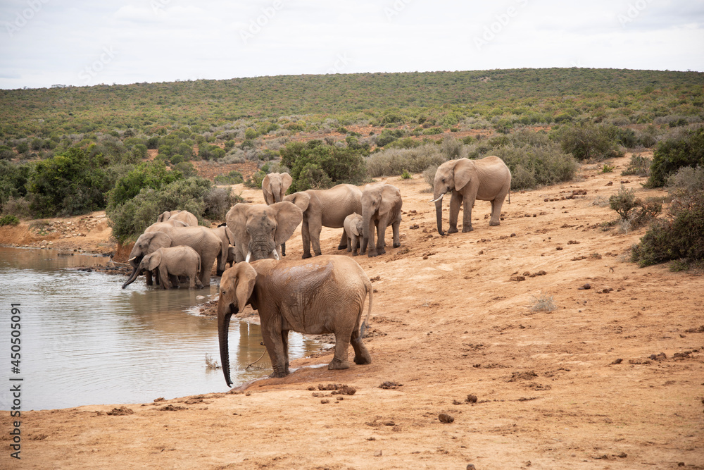 Fotografie elephants in the water