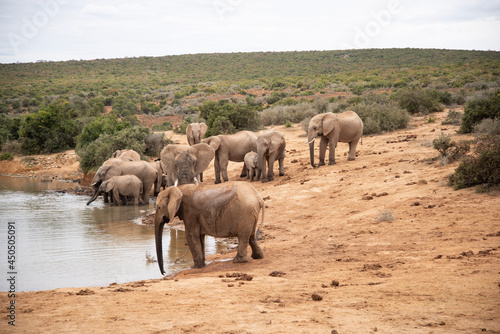 Photography elephants in the water