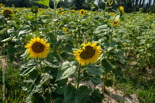 sunflowers field in the afternoon