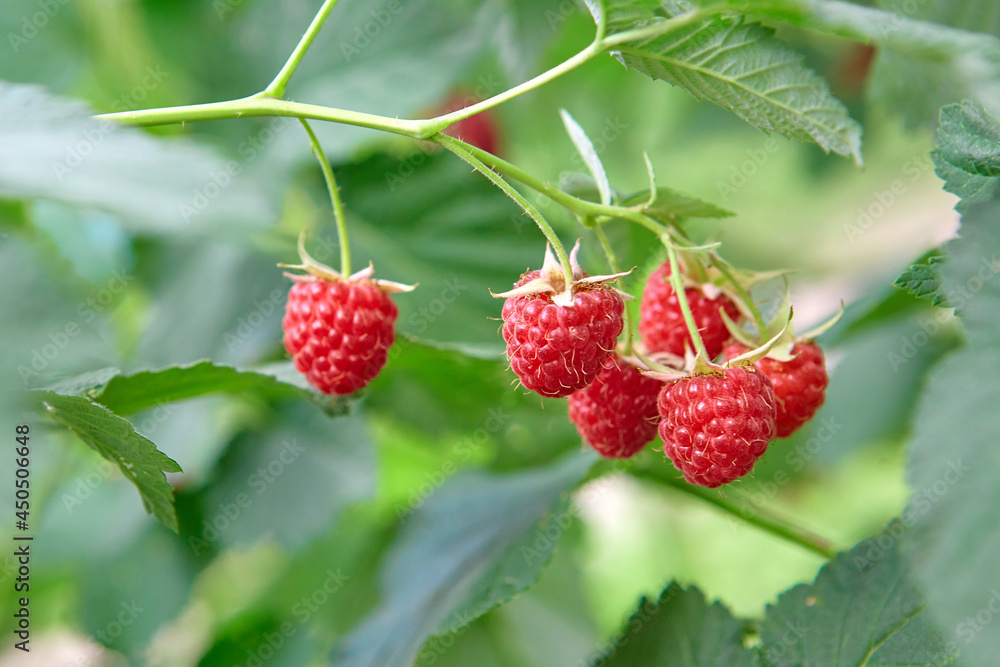branch of ripe raspberries in a garden branch of ripe raspberries in a garden