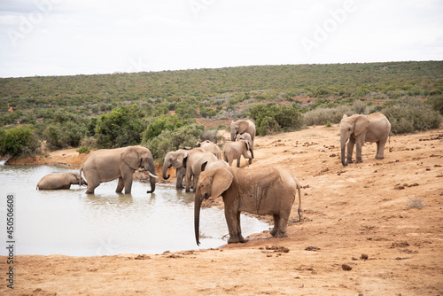 elephants in the savannah