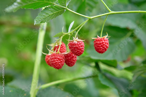 Fresh ripe raspberry berries in the organic garden