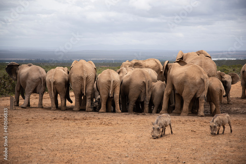 Photography elephants in the wild