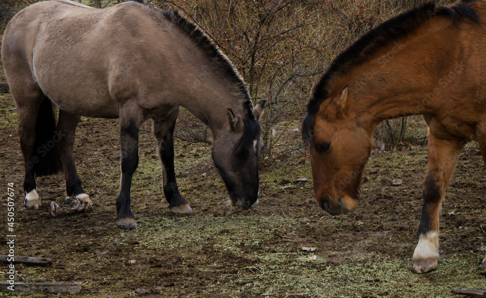Fototapeta premium Creole short horses, one chestnut and one gray or palomino