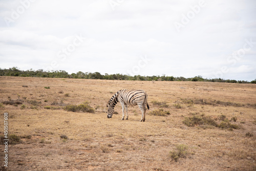 zebra in the savannah