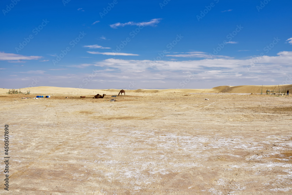 Φωτογραφία yellow sands and sand dunes of the Sahara Desert, saline areas, one-humped camel