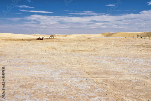 yellow sands and sand dunes of the Sahara Desert, saline areas, one-humped camels in the background, against the background of a blue sky covered with clouds