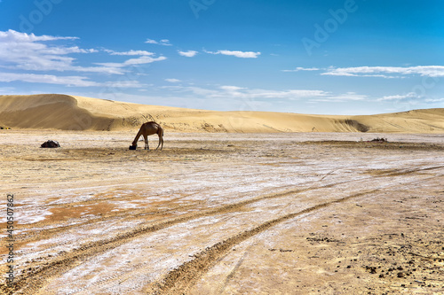 yellow sands and sand dunes of the Sahara Desert, saline areas, one-humped camels in the background, against the background of a blue sky covered with clouds