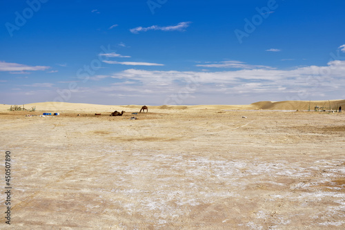 yellow sands and sand dunes of the Sahara Desert, saline areas, one-humped camels in the background, against the background of a blue sky covered with cloudst