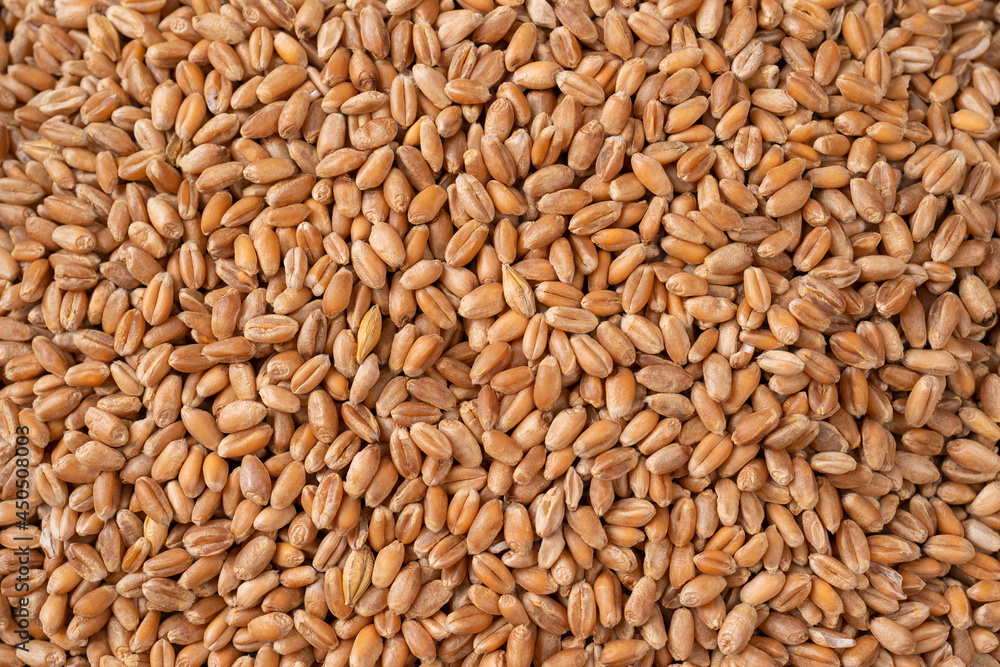 Grains of wheat in closeup view perfect agriculture texture image Grains of wheat in closeup view perfect agriculture texture image