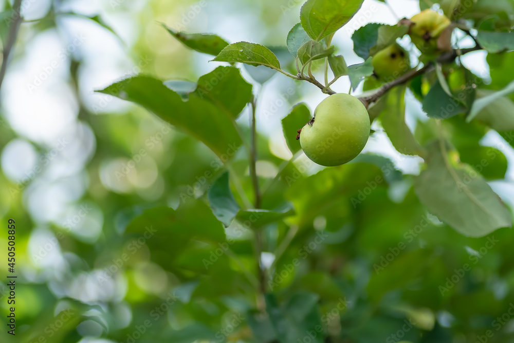Green apple ripens on a branch on a sunny summer day, copy space