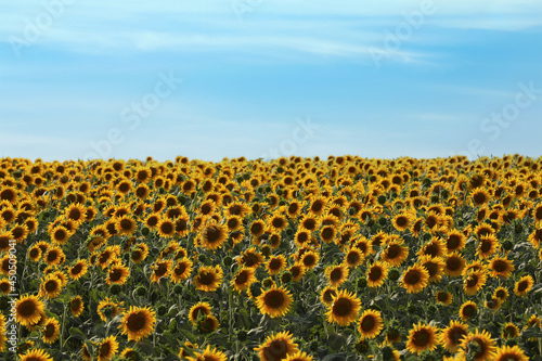 Beautiful view of field with yellow sunflowers