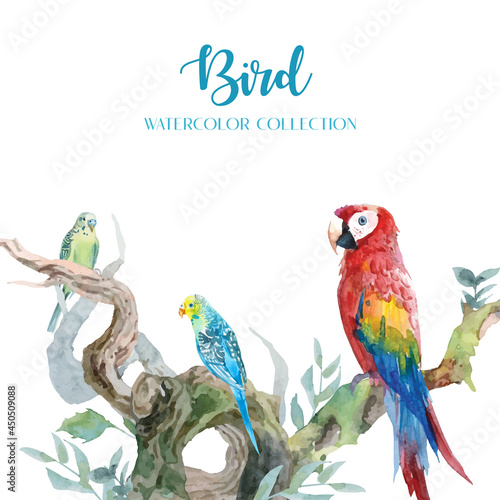 Colorful parrot and budgerigar watercolors with a set of curved branches in a clean design. 
