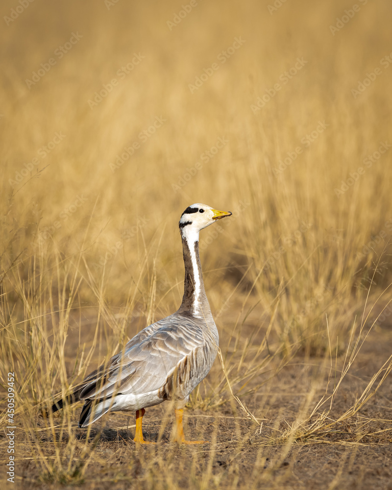 Fototapeta premium bar headed goose closeup in open grassland and field during winter migration at forest of cental india - anser indicus