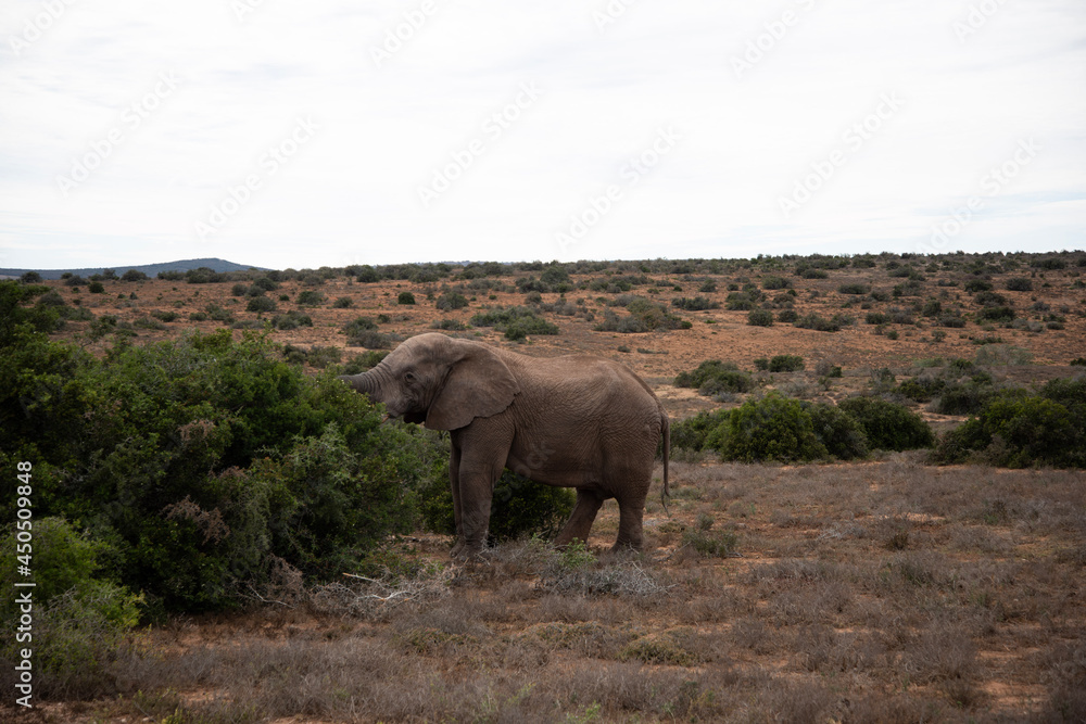 Obraz premium elephant
