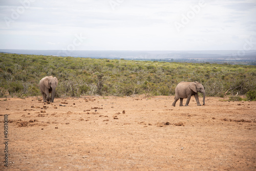 Photography elephants in the savannah