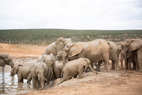 Photography elephants in the savannah