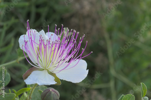 A white flower with large purple stamens.