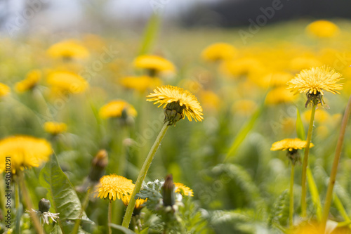 Fresh yellow blowball dandelion flowers on a spring field. Abstract blurred background with copy space web banner. Soft selective focus