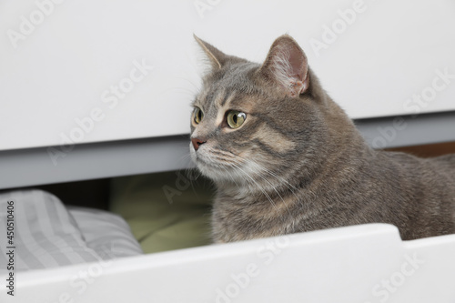 Beautiful grey tabby cat in drawer of dresser at home. Cute pet