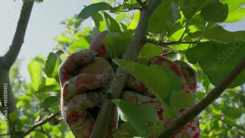 A man picks a red apple in the garden photo