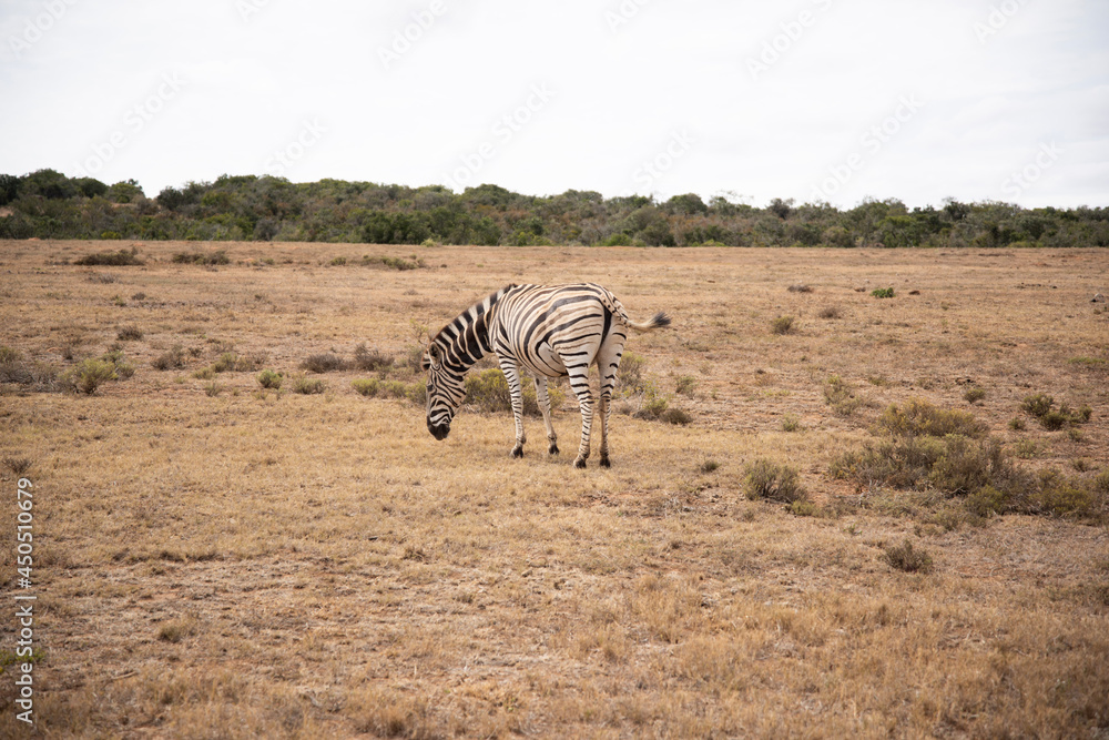 Naklejka premium zebras in continent