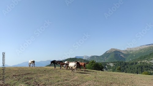 horses in the mountains © Olgert