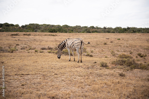 zebras in continent