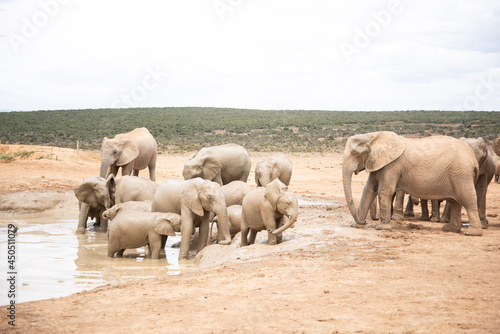 Photography herd of elephants