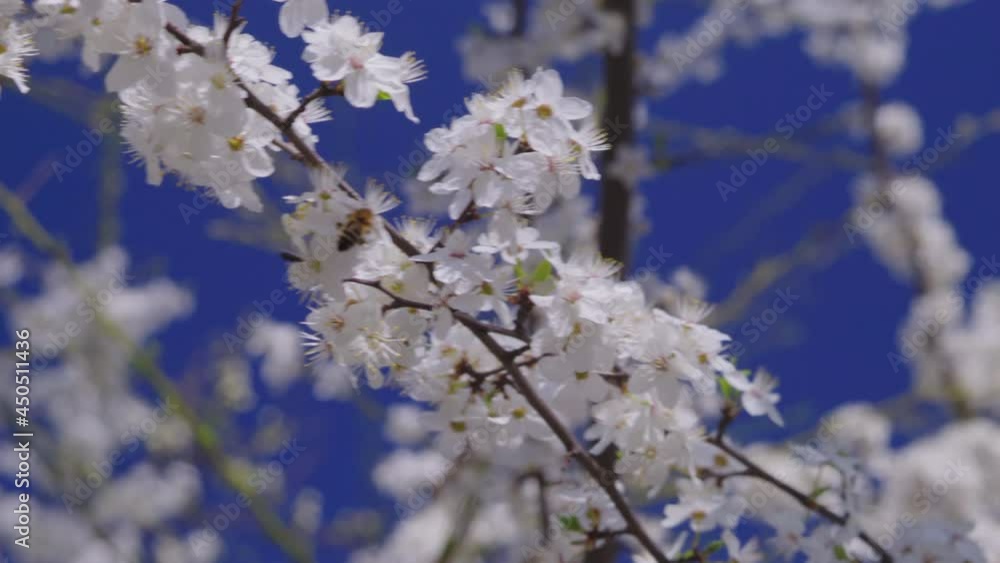 Close-up, Blossoming Cherry Tree on Blue Sky Background with Flying Around Bees Close-up, Blossoming Cherry Tree on Blue Sky Background with Flying Around Bees