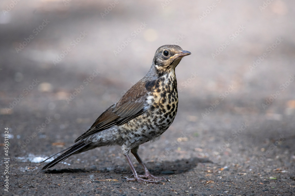 little bird on the grass little bird on the grass