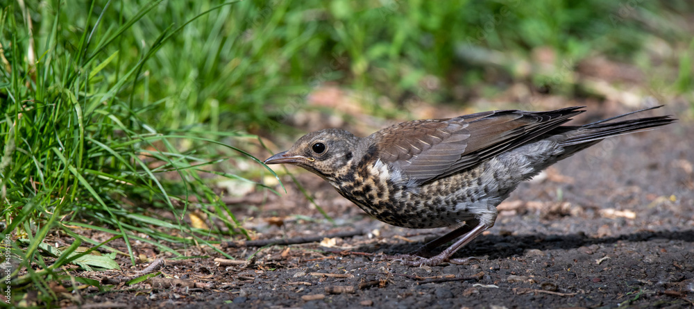little bird on the grass little bird on the grass