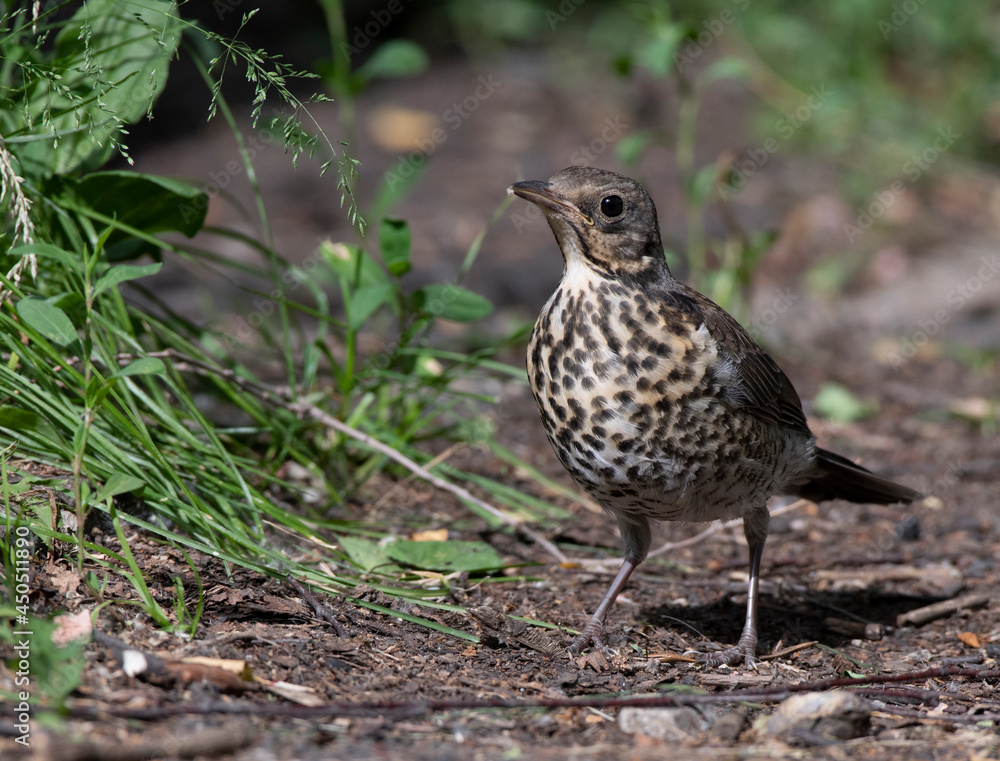 little bird on the grass little bird on the grass
