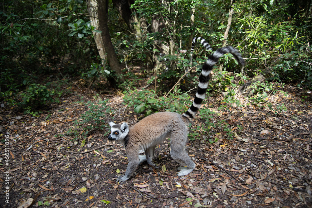 Obraz premium ring tailed lemur