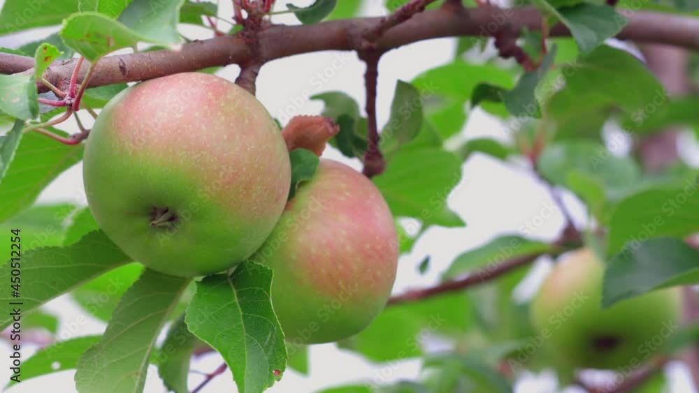 View of apple tree. Healthy food concept. Beautiful nature background. Sweden. View of apple tree. Healthy food concept. Beautiful nature background. Sweden.