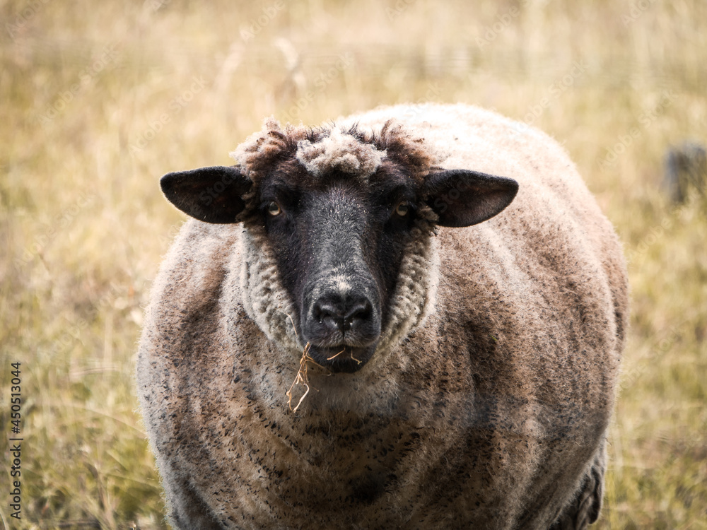 Fototapeta premium Schaf auf der Weide schaut in die Kamera