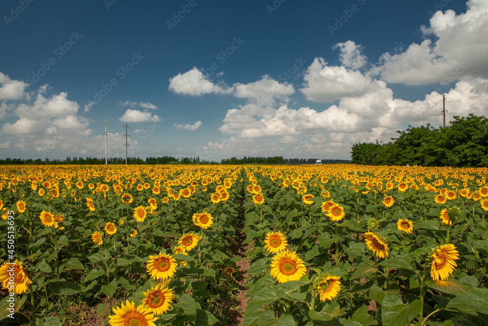 Fototapeta premium field of blooming yellow sunflowers in summer