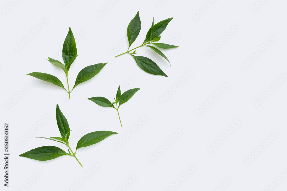 Fototapeta premium Kariyat or andrographis paniculata green leaves in petri dishes on white