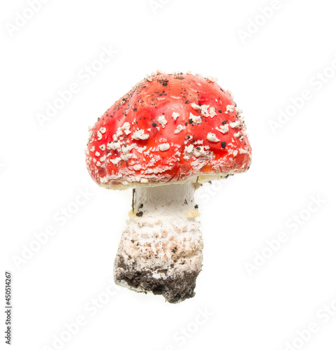 amanita mushroom