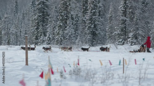 Murmansk region, Russia - January 10, 2021: A tourist rides in a sleigh on a harness husky dog  in a snowy forest