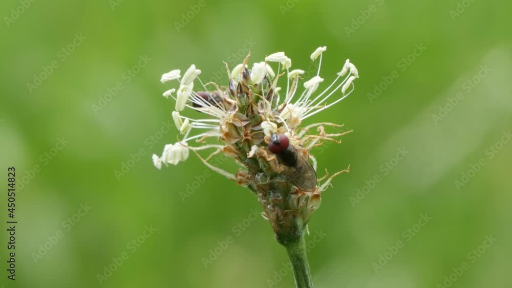 Macro two Grove hoverfly walking over the stamps of a white flower. Macro two Grove hoverfly walking over the stamps of a white flower.