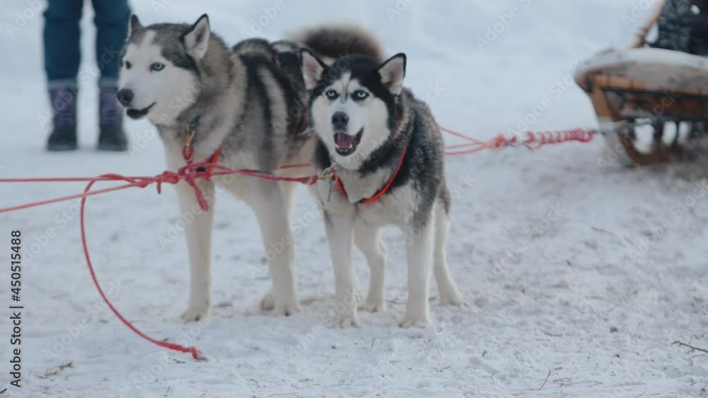 Funny husky dogs are standing in sleigh harnessand eagerly awaiting the ride Funny husky dogs are standing in sleigh harnessand eagerly awaiting the ride