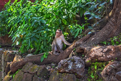 monkey on the tree