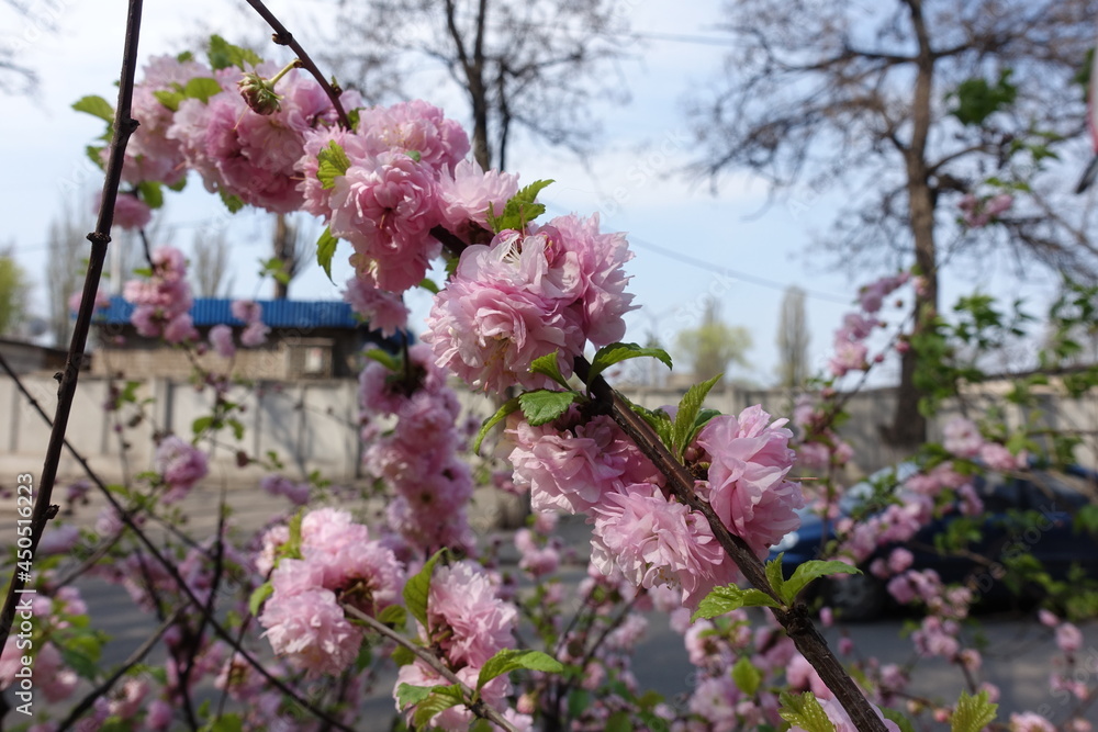 Blossoming branch of Prunus triloba in mid April Blossoming branch of Prunus triloba in mid April