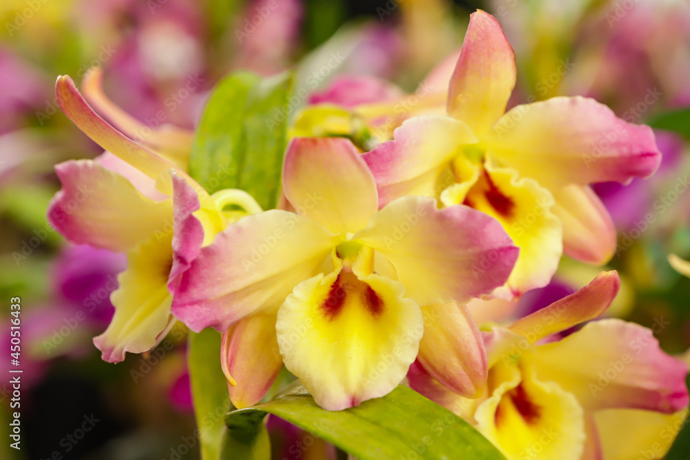 Dendrobium Nobile orchid flower with center focus and rest of image blurred Dendrobium Nobile orchid flower with center focus and rest of image blurred
