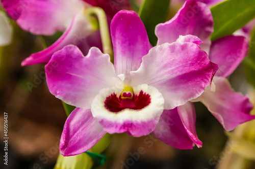 Dendrobium Nobile orchid flower with center focus and rest of image blurred