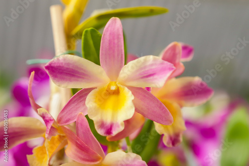 Dendrobium Nobile orchid flower with center focus and rest of image blurred
