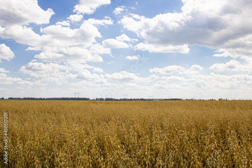 Summer landscape with the field of ripe rye or oats and blue sky with clouds. Countryside. Summertime. Harvesting