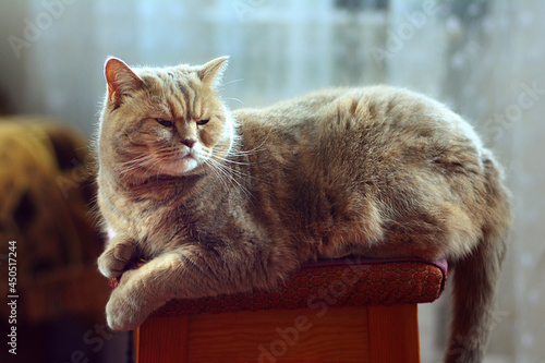 Scottish straight-eared cat lying at chair