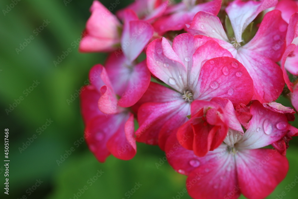Pink flowers with water drops on the petals Pink flowers with water drops on the petals